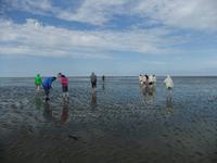 Viele hundert Meter spazieren wir ins Watt