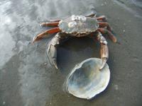 Wir haben auch diesen Wattbewohner entdeckt