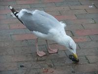 Die Möwe hat sich eine Muschel gefangen