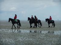 Auch Vierbeiner finden Gefallen am Wattwandern