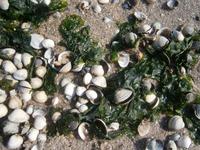 Muschelschalen