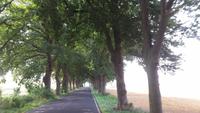 Allee auf der Insel Rügen