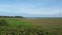 Salzwiesen auf Hiddensee