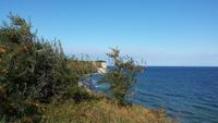 Sanddorn - im Hintergrund Kap Arkona