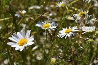 Rügen - Kap Arkona, Putgarten