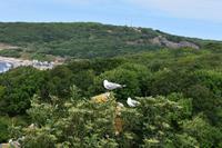 Bornholm - Hammershus