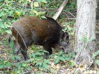 Das Wildschein hat sich von den Leuten auf der Hauptstraße von Swinemünde gar nicht stören lassen 