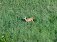 ein Reh auf dem Hang bei der Kirche Göhren