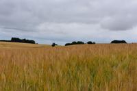 Bornholm