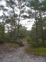 Dueodde Dünen Bornholm