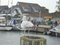 Hiddensee