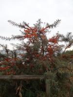 ein Sanddornbaum