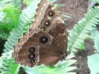 Im Schmetterlingshaus