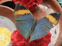 Im Schmetterlingshaus