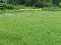 Erpel im Kurpark Jonsdorf