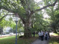 Zittau, Grüner Ring
