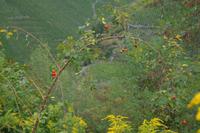 Hagebutten vor Weinberg