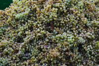 097 Beilstein, Rieslingernte