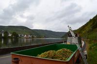 098 Beilstein, Rieslingernte