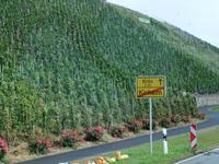 Fahrt entlang der Weinhänge