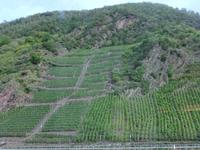 Fahrt entlang der Weinberge