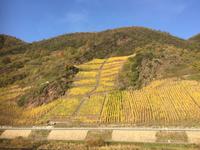 Weinhänge an der Mosel