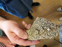 Edelsteinschleiferei Dalmatinerjaspis