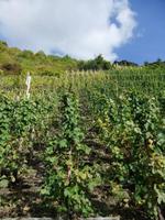 An der Mosel sind die Weinhänge besonders steil