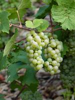 Weinreise