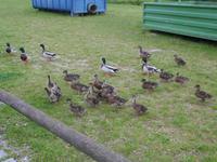 Will Toastbrot!!!!!!!!!!!!!!!!