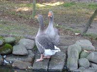 Vogtsbauernhof in Gutach