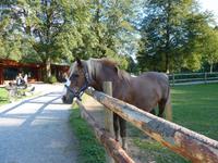 Vogtsbauernhof in Gutach