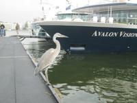 IMG_6584  ich muß schauen daß alles seine Ordnung hat