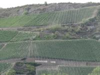 Fahrt durch das Obere Mittelrheintal - Weinfelder