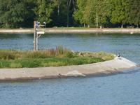 auf dem Rhein
