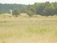 Hirsche am Darsser Ort im Juni