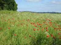 Feldblumen auf dem Weg nach Lancken-Granitz