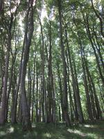 Buchenwald im Nationalpark Jasmund