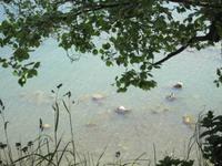 Blick vom Hochuferweg im Nationalpark Jasmund