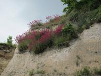Pflanzen am Kreidefelsen