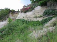 Pflanzen am Kreidefelsen