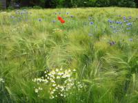 Feldblumen an dem Hochuferweg nach Kap Arkona