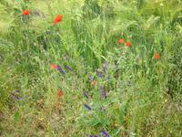 Feldblumen an dem Hochuferweg nach Kap Arkona