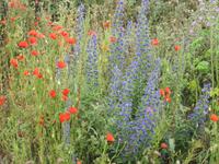 Feldblumen an dem Hochuferweg nach Kap Arkona