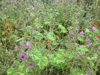 Feldblumen an dem Hochuferweg nach Kap Arkona