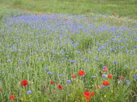 Feldblumen an dem Hochuferweg nach Kap Arkona
