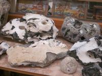 Hühnergötter im Rügenhof von Putgarten