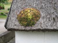 Bepflanzung am Reetdach - früherer Aberglaube als Blitzschutz