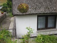 Bepflanzung am Reetdach - früherer Aberglaube als Blitzschutz