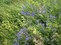 Wiesenblumen am Wegesrand